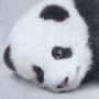 КПБ 1.5 сп Этель Funny panda 50/70 Бязь 7582912